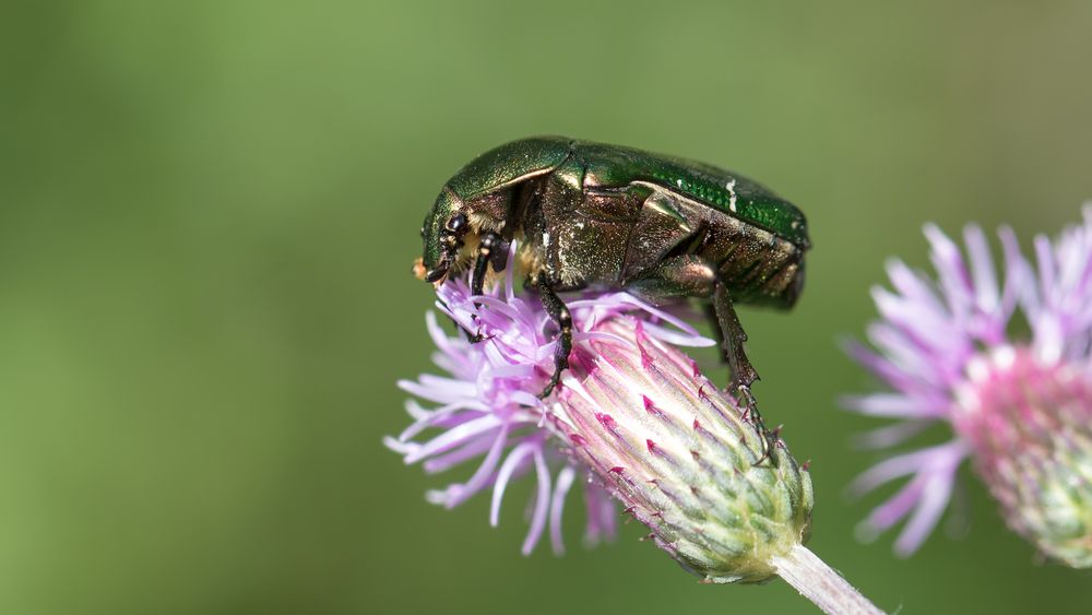 rosenkäfer