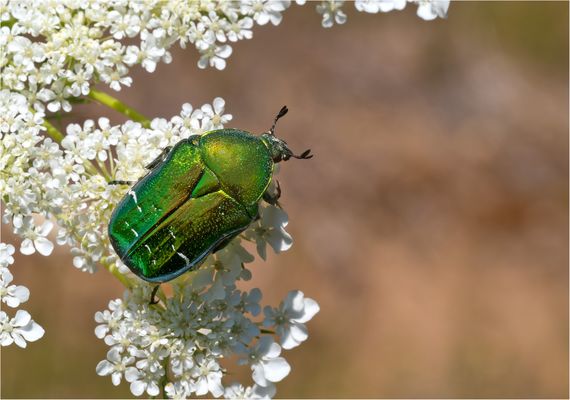 Rosenkäfer