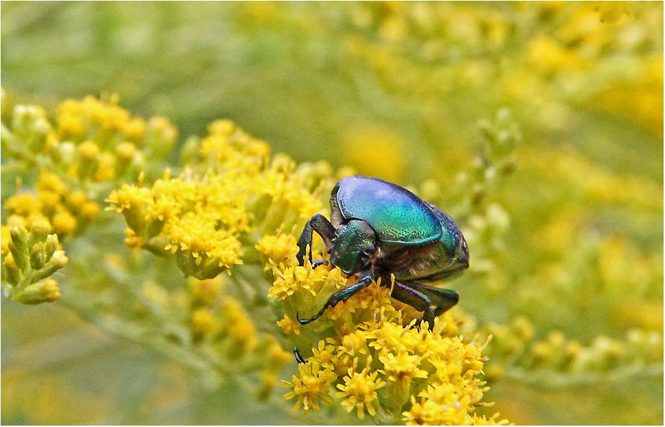 Rosenkäfer