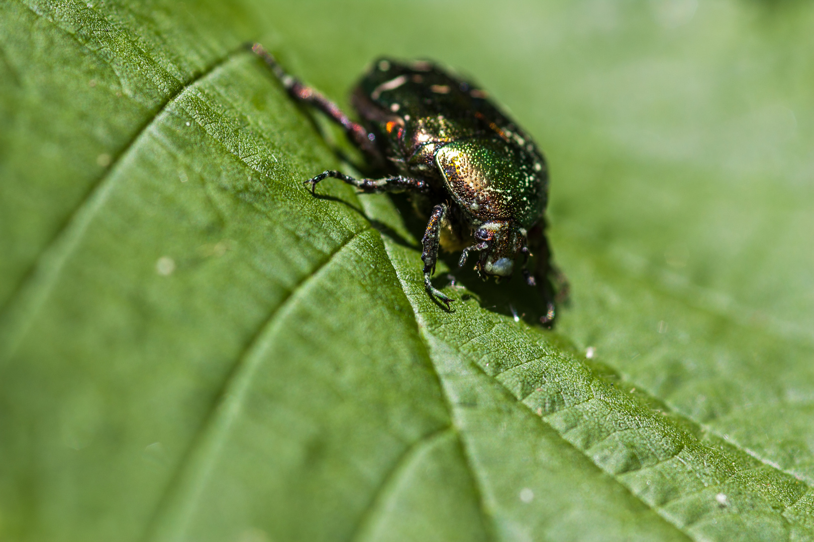 Rosenkäfer 2 (Protaetia aeruginosa)