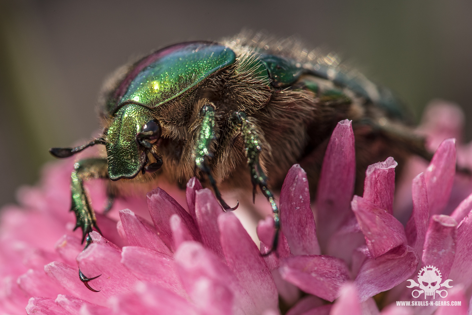 Rosenkäfer Foto & Bild makro, frühling, natur Bilder auf