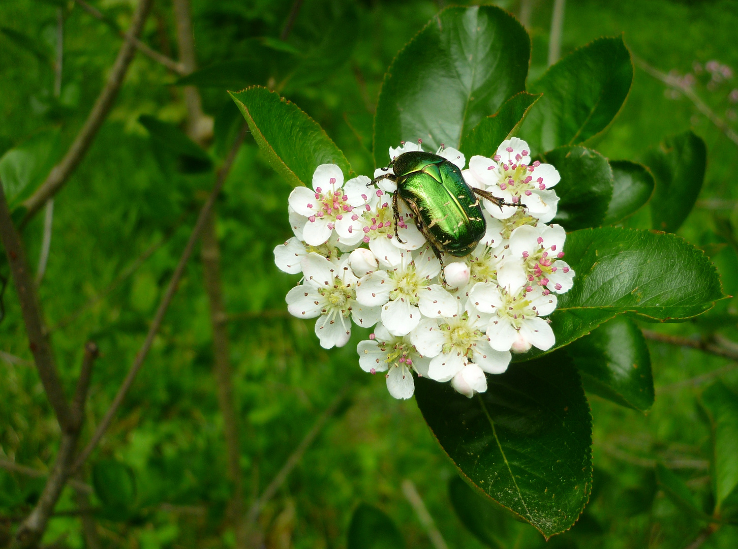 Rosenkäfer