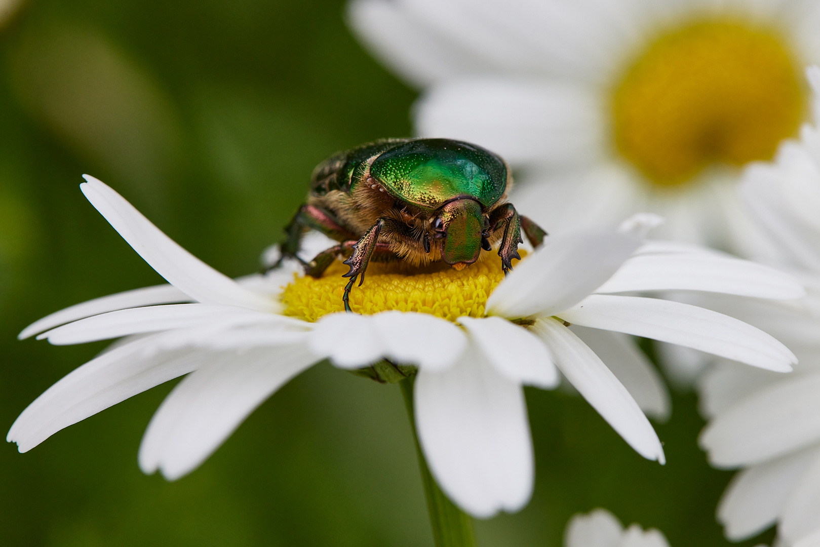 Rosenkäfer