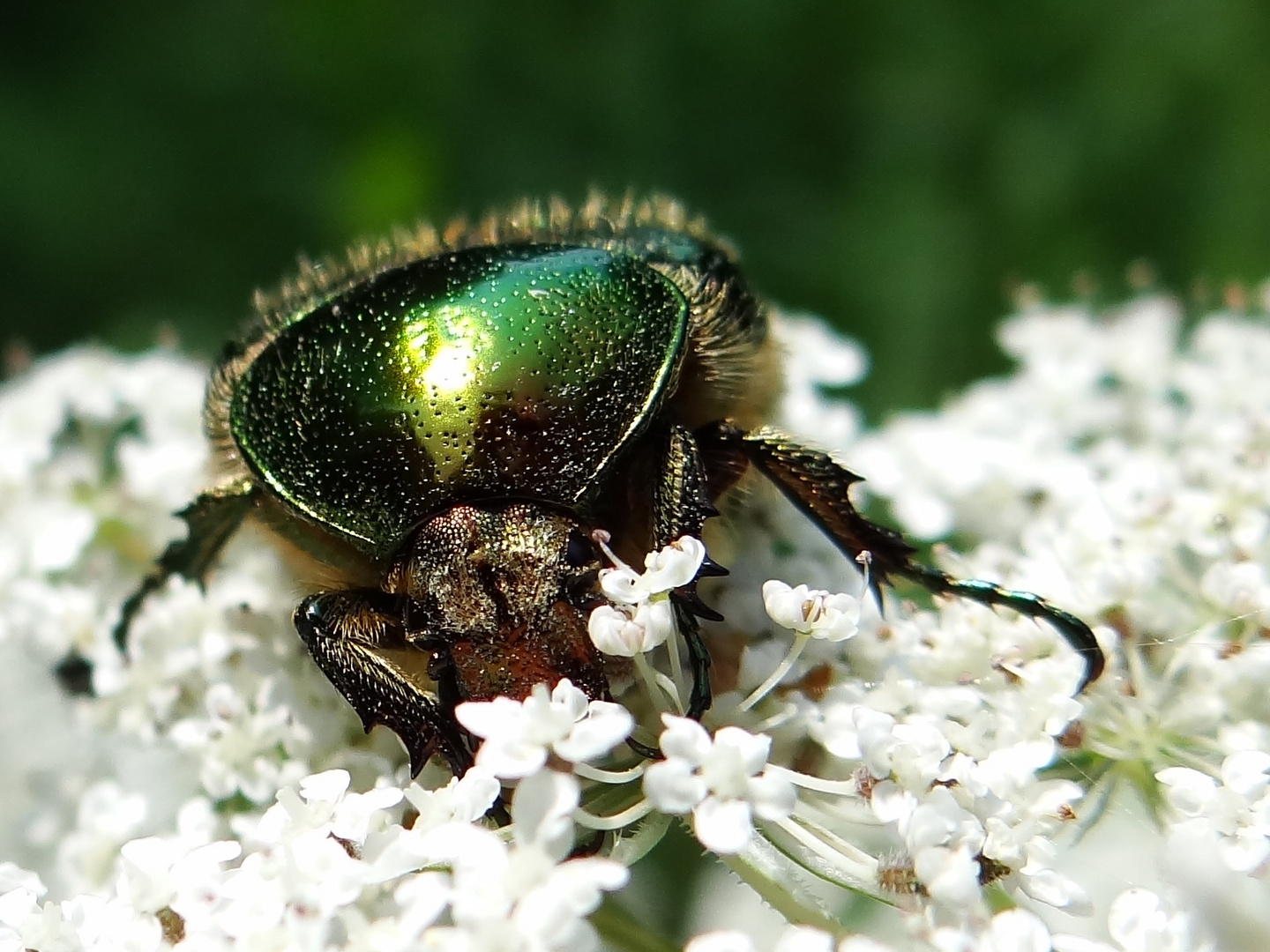 Rosenkäfer