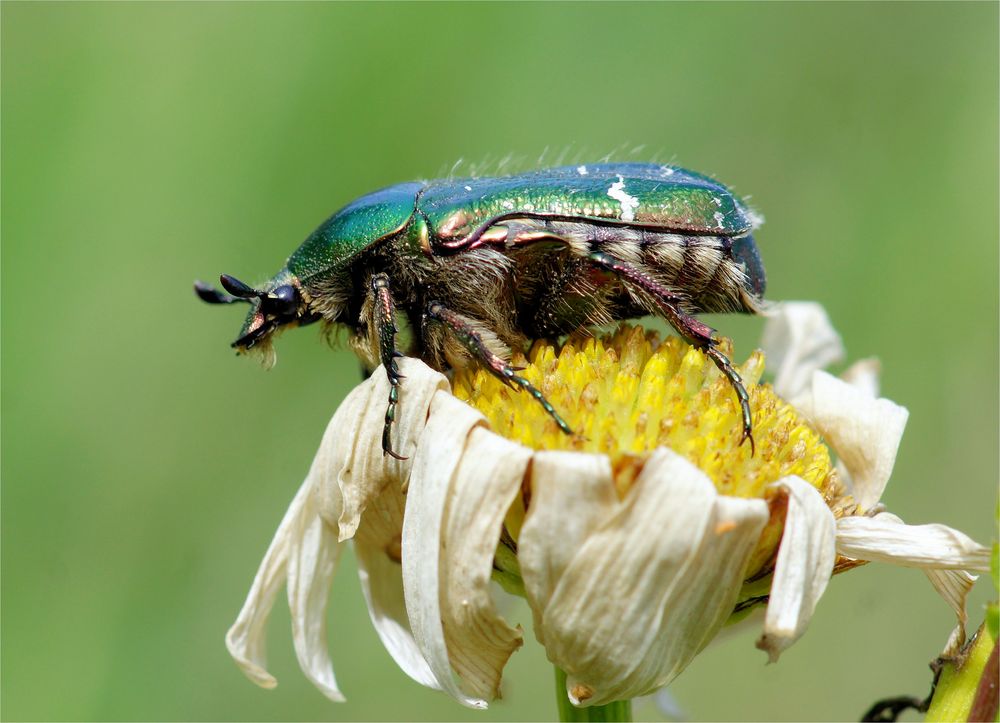 Rosenkäfer