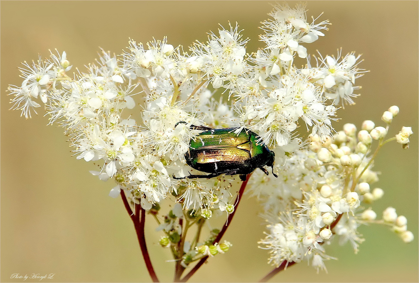 Rosenkäfer