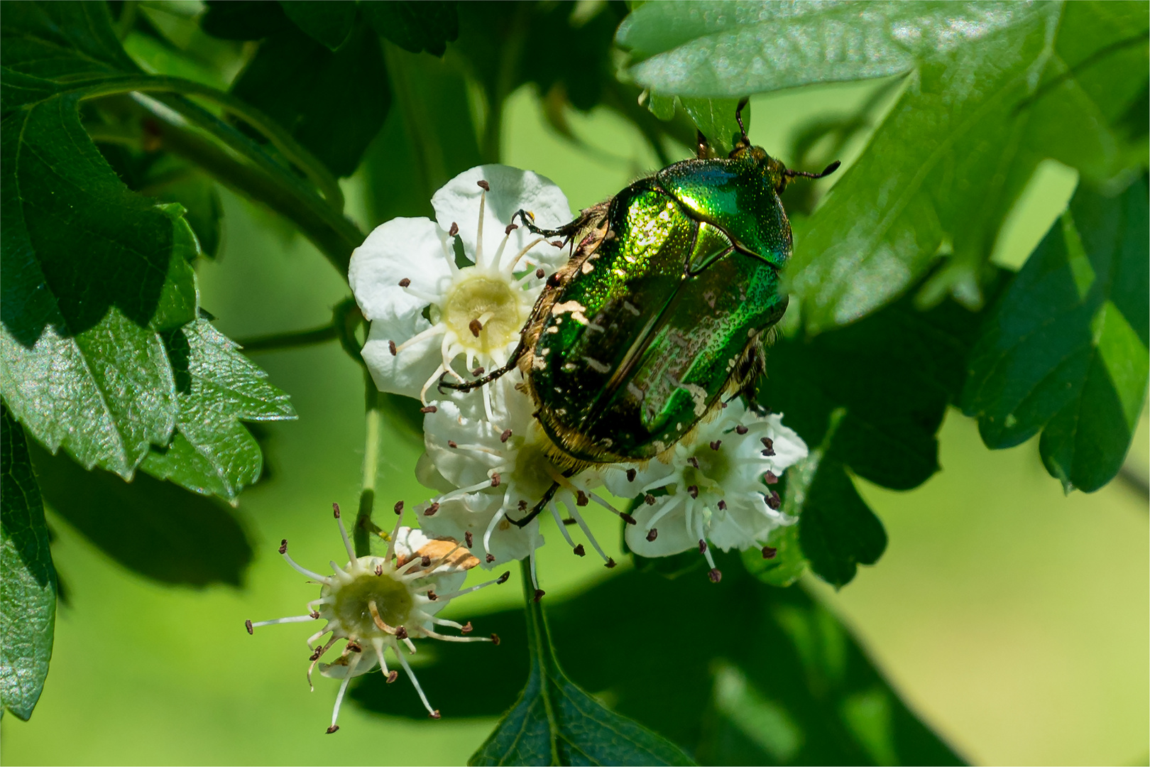 Rosenkäfer