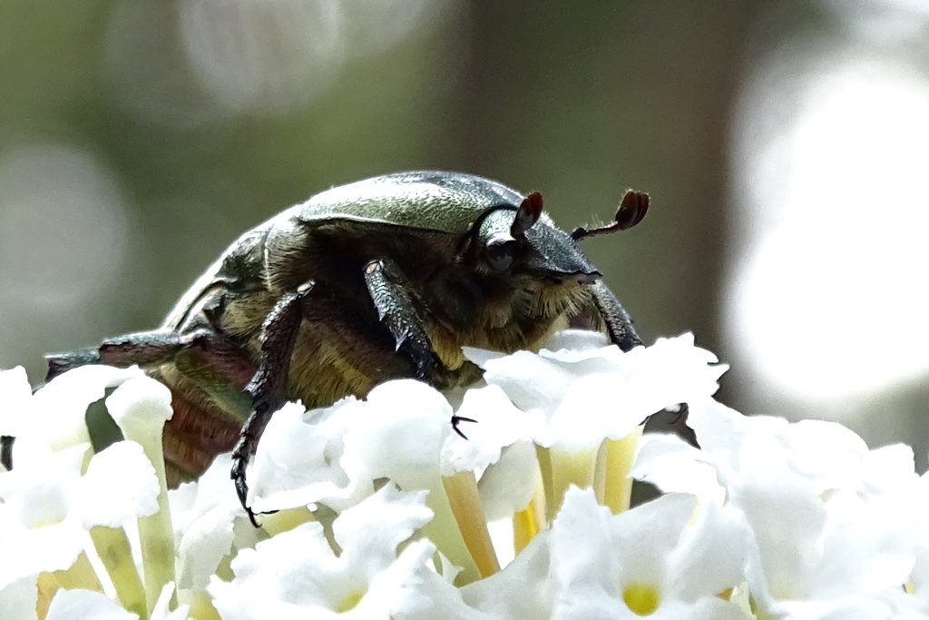 Rosenkäfer