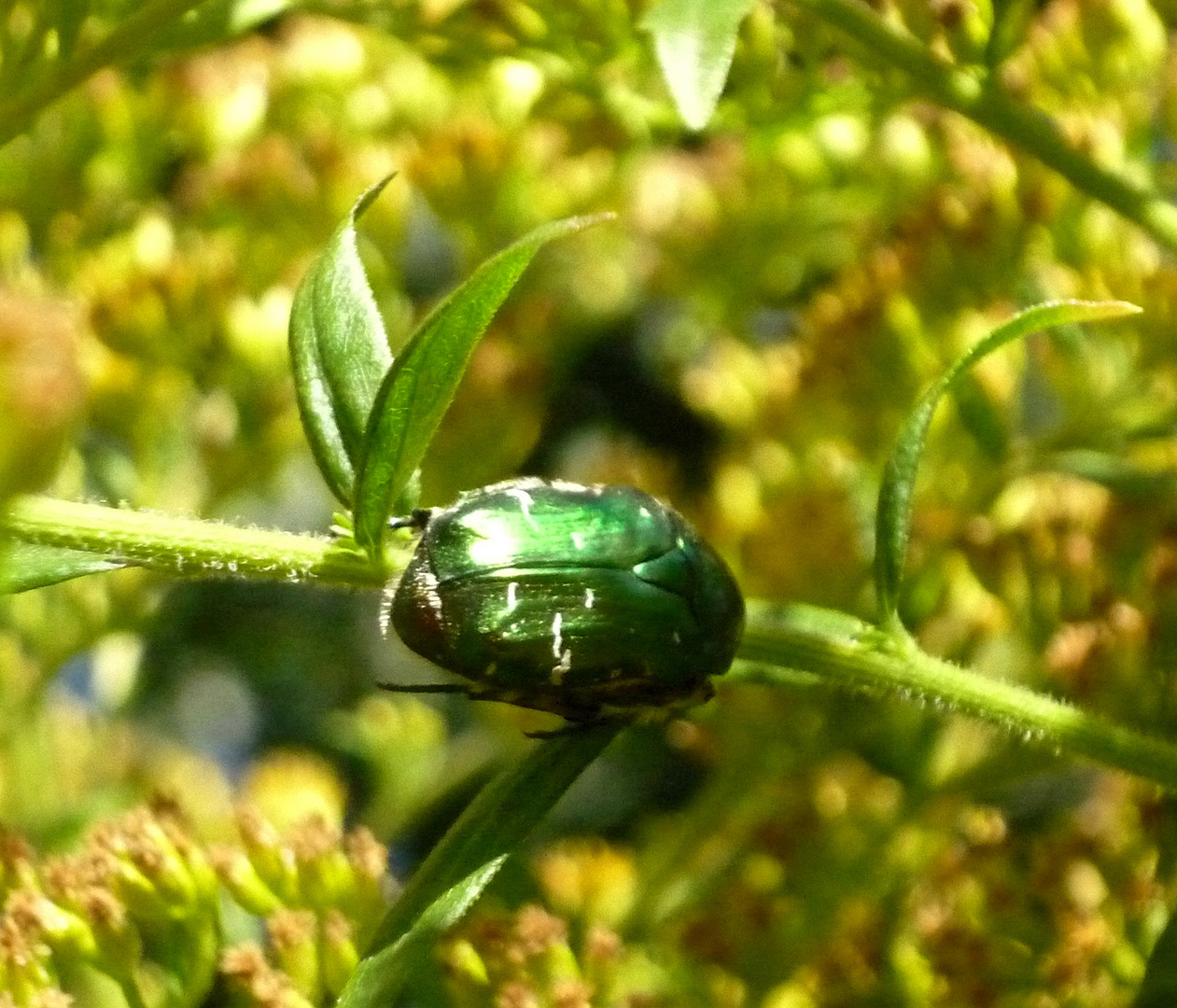 Rosenkäfer