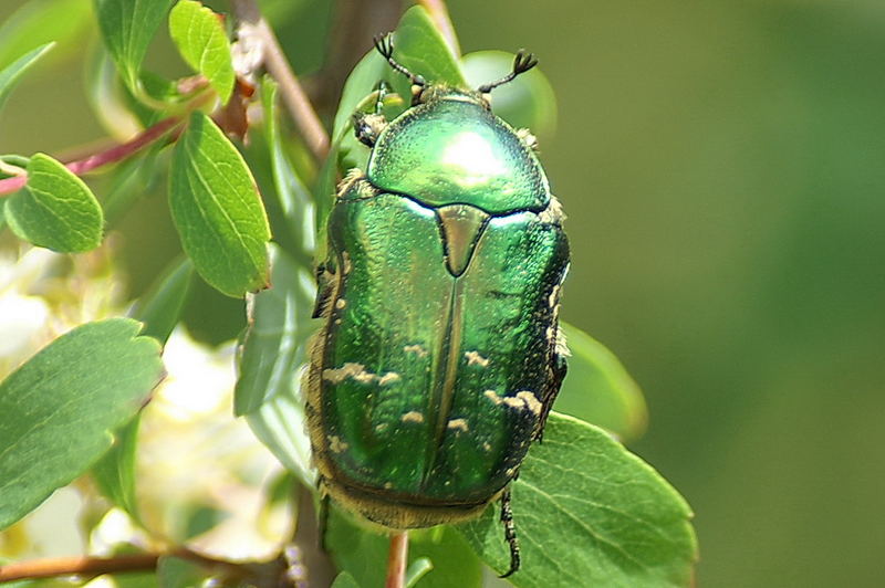 Rosenkäfer