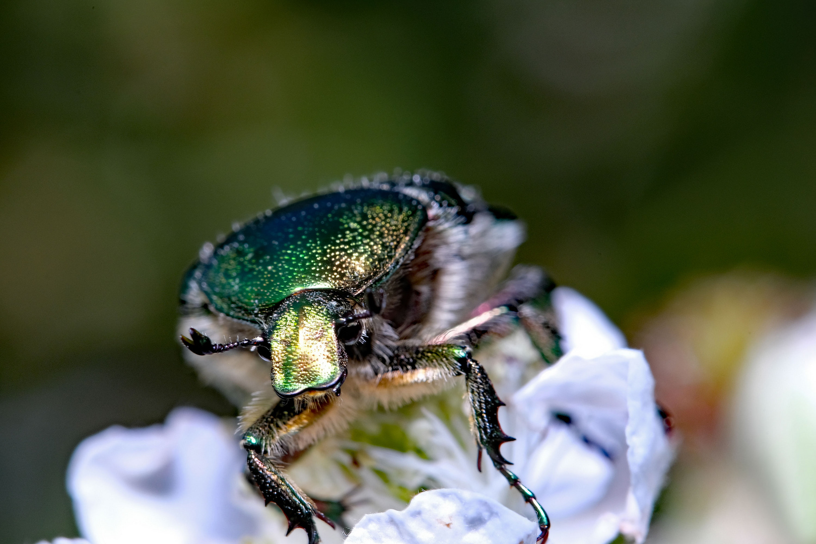 Rosenkäfer