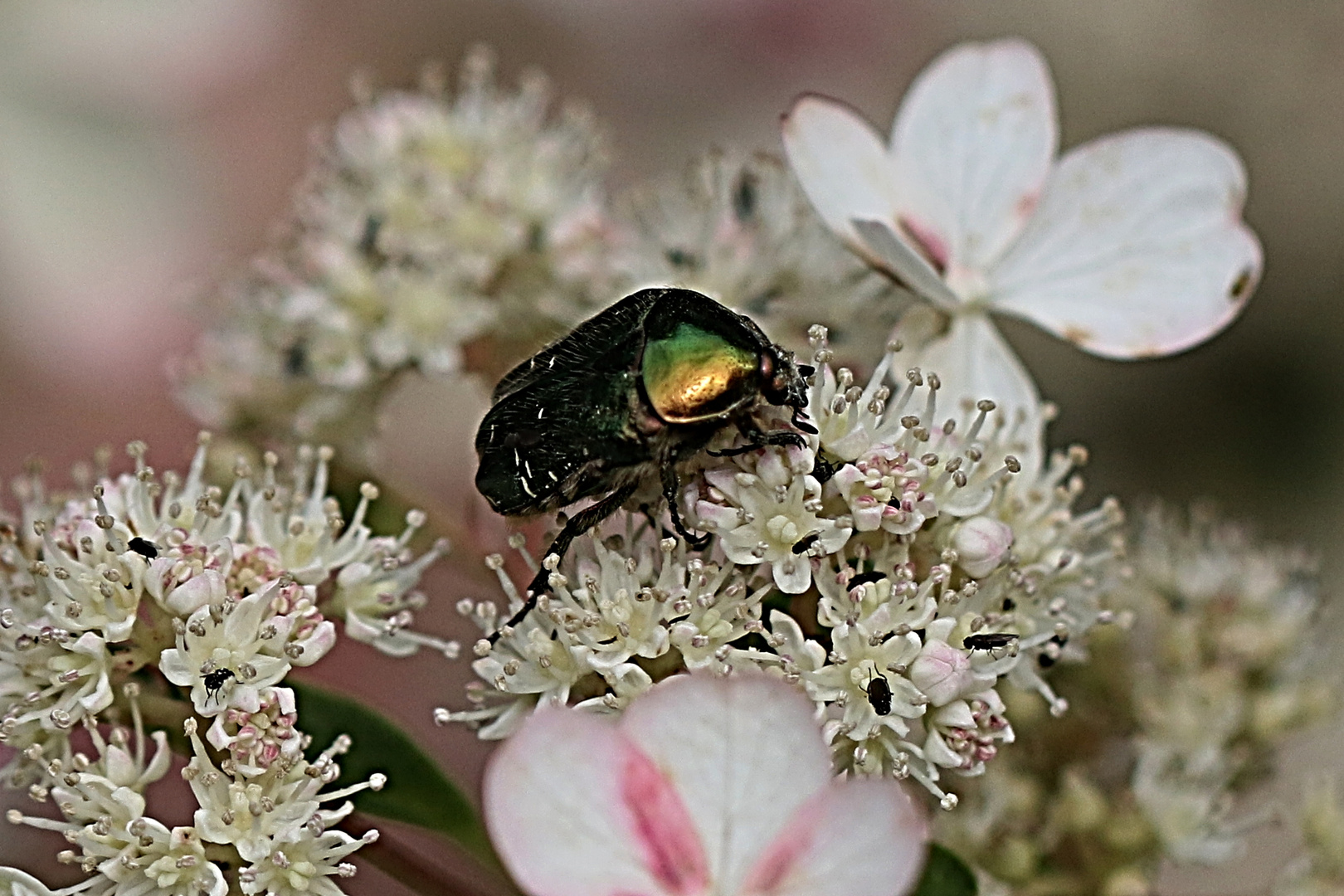 Rosenkäfer