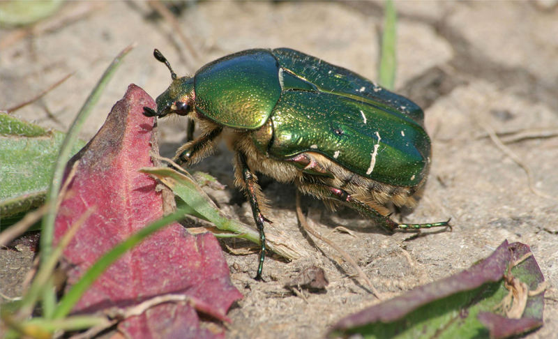 Rosenkäfer