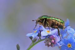 Rosenkäfer