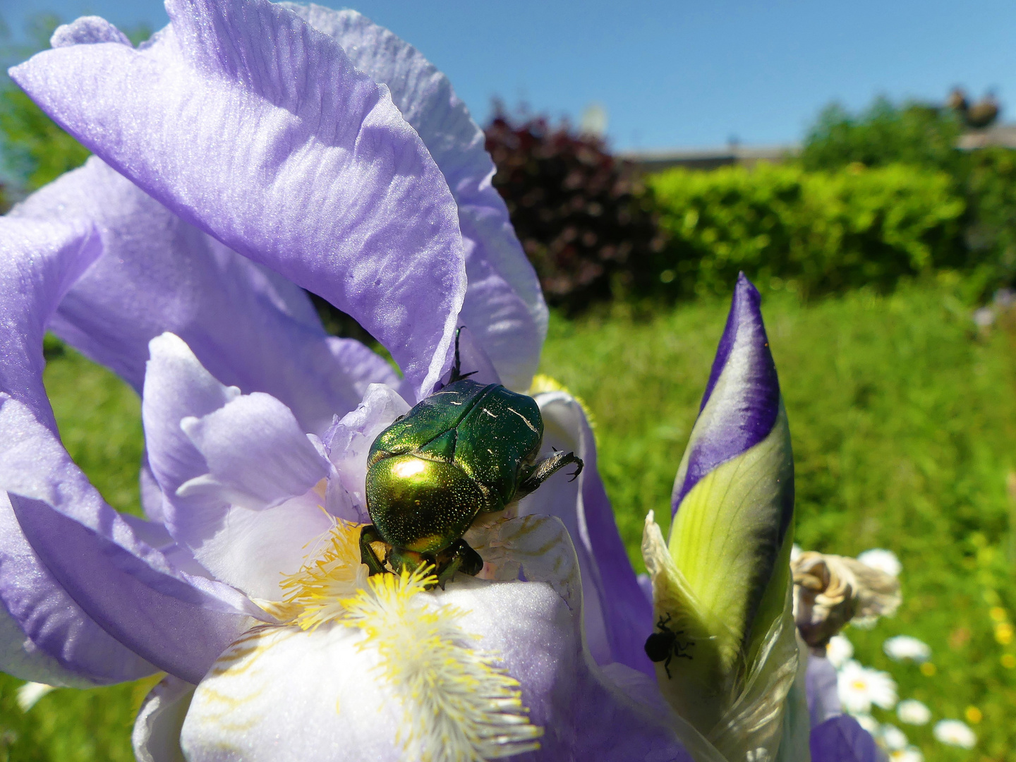 Rosenkäfer als Besucher an einer Iris