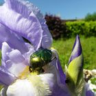 Rosenkäfer als Besucher an einer Iris