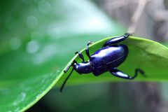 Rosenkäfer am Drahtseil ohne Netz