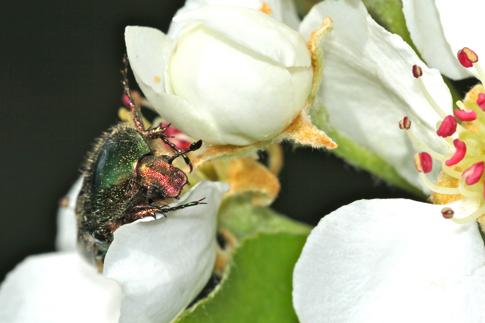 Rosenkäfer an Birnblüte