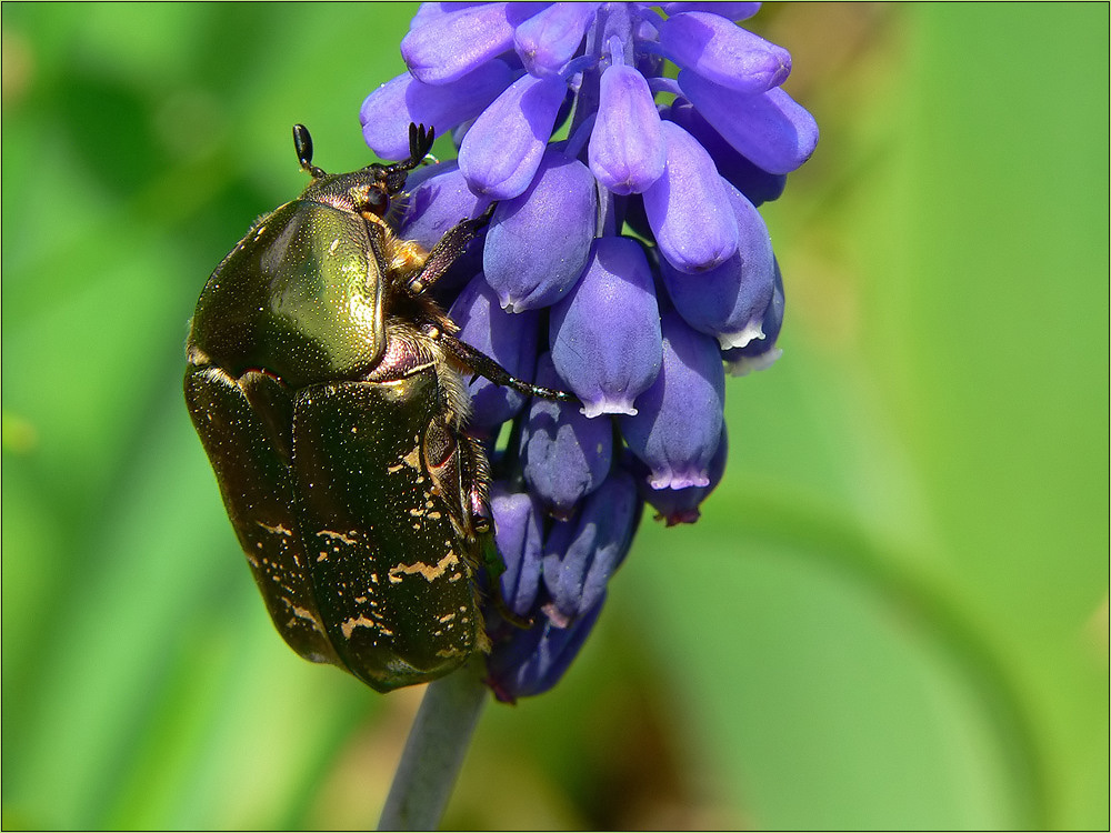 Rosenkäfer an der Traubenhyazinthe