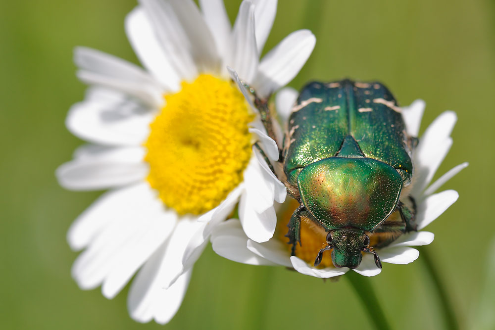 Rosenkäfer an einer Margerite