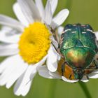 Rosenkäfer an einer Margerite