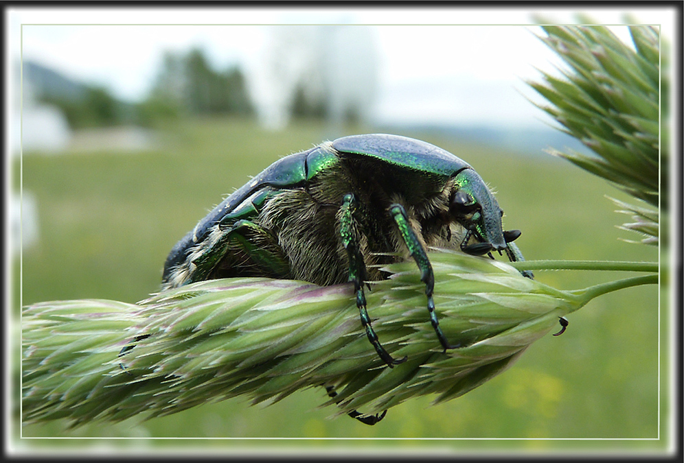 Rosenkäfer an Grasähre