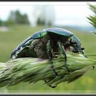 Rosenkäfer an Grasähre