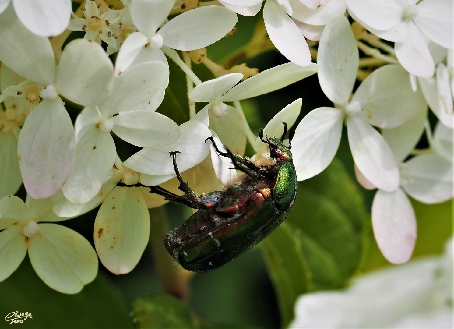 Rosenkäfer an Hortensienblüten.