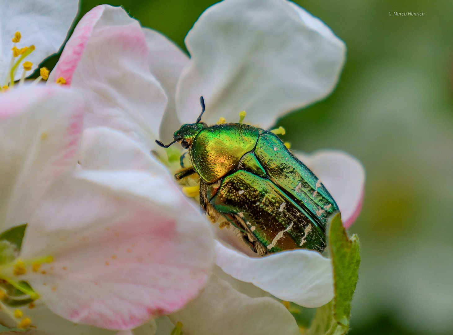 Rosenkäfer auf Apfelblüte