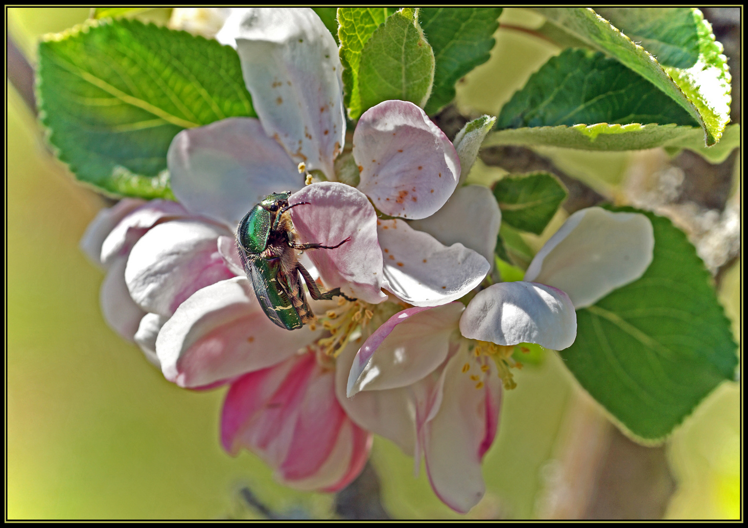 Rosenkäfer auf Apfelblüte