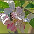 Rosenkäfer auf Apfelblüte