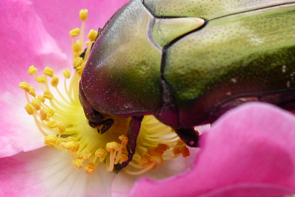 Rosenkäfer auf Bergrose