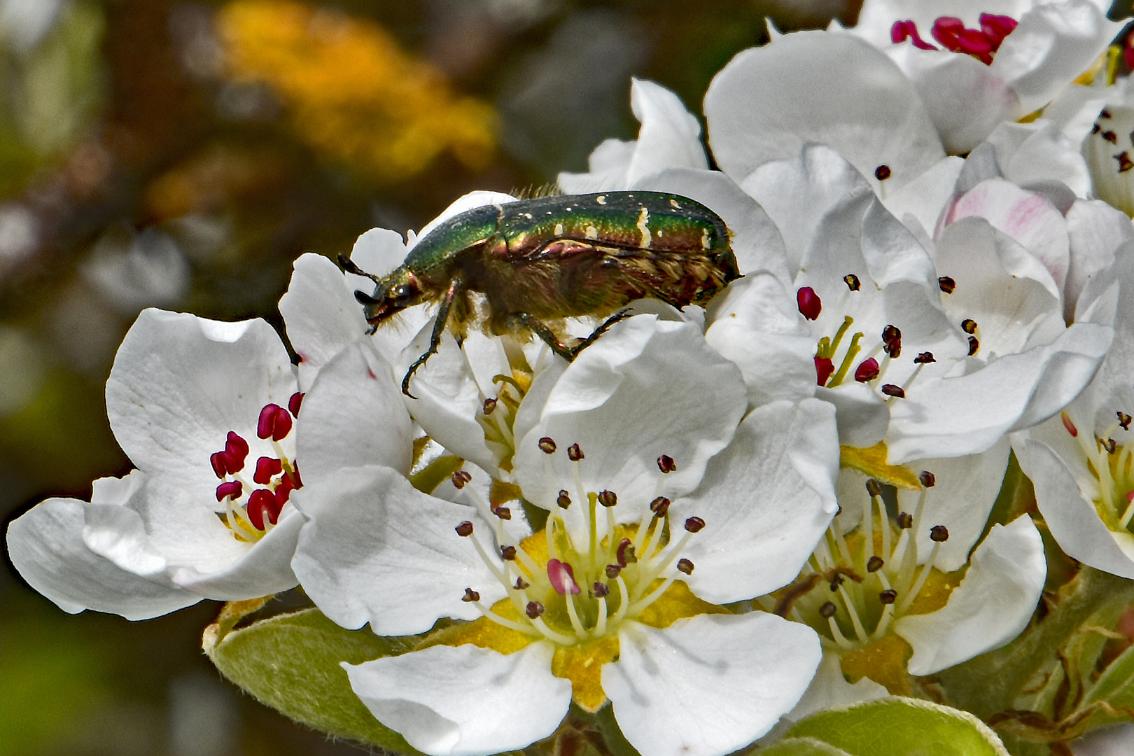 Rosenkäfer auf Birnenblüte