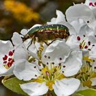 Rosenkäfer auf Birnenblüte