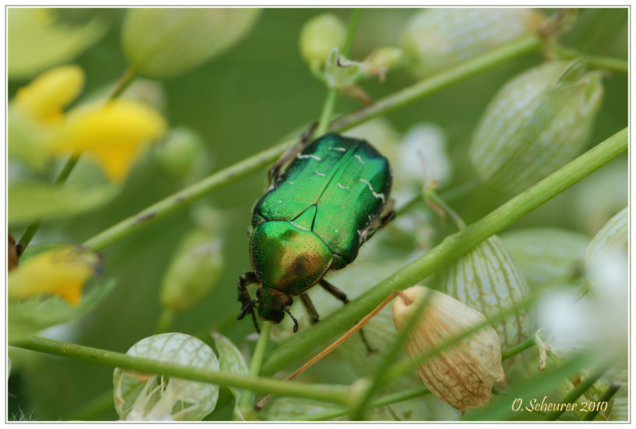 Rosenkäfer auf Chlöpferli