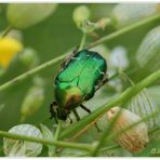 Rosenkäfer auf Chlöpferli