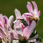 Rosenkäfer auf Chrysanthemenblüten