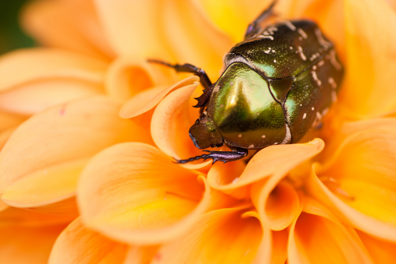 Rosenkäfer auf Dahlienblüte