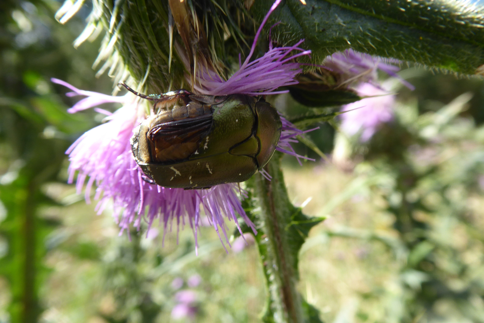 Rosenkäfer auf der Distel....