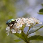 Rosenkäfer auf Dolde I