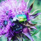 Rosenkäfer auf einer Distel