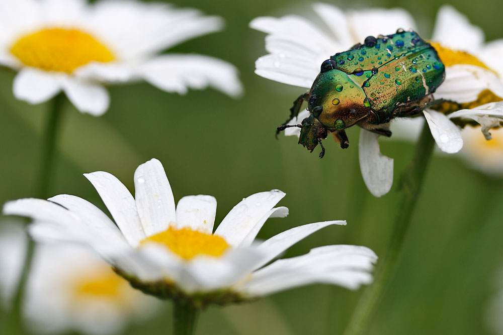 Rosenkäfer auf einer Margerite