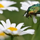 Rosenkäfer auf einer Margerite