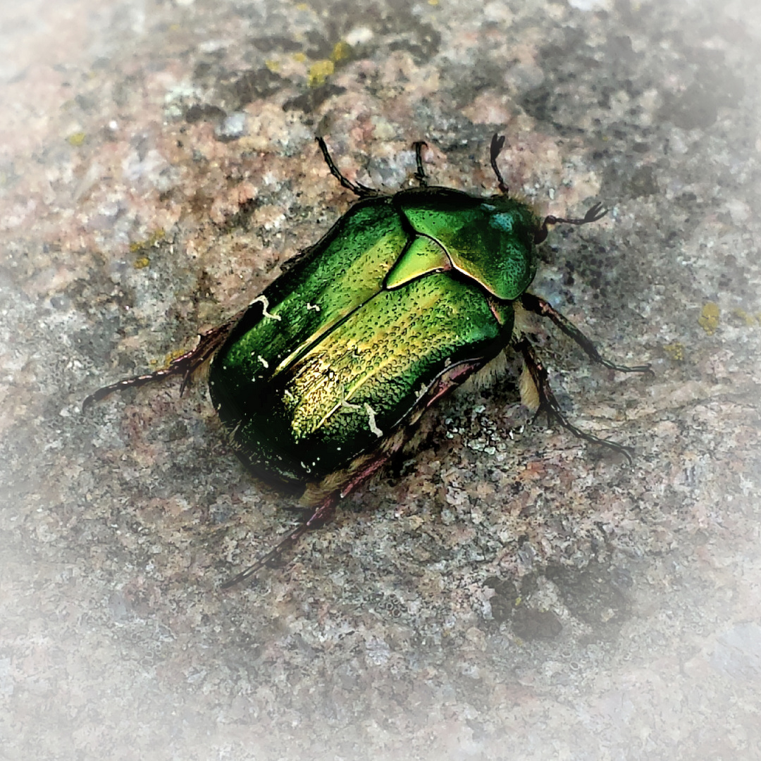 Rosenkäfer auf Findling......