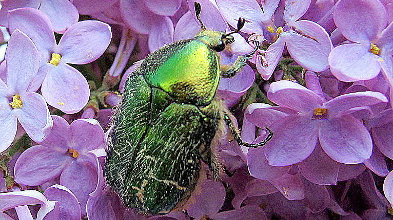 Rosenkäfer auf Flieder