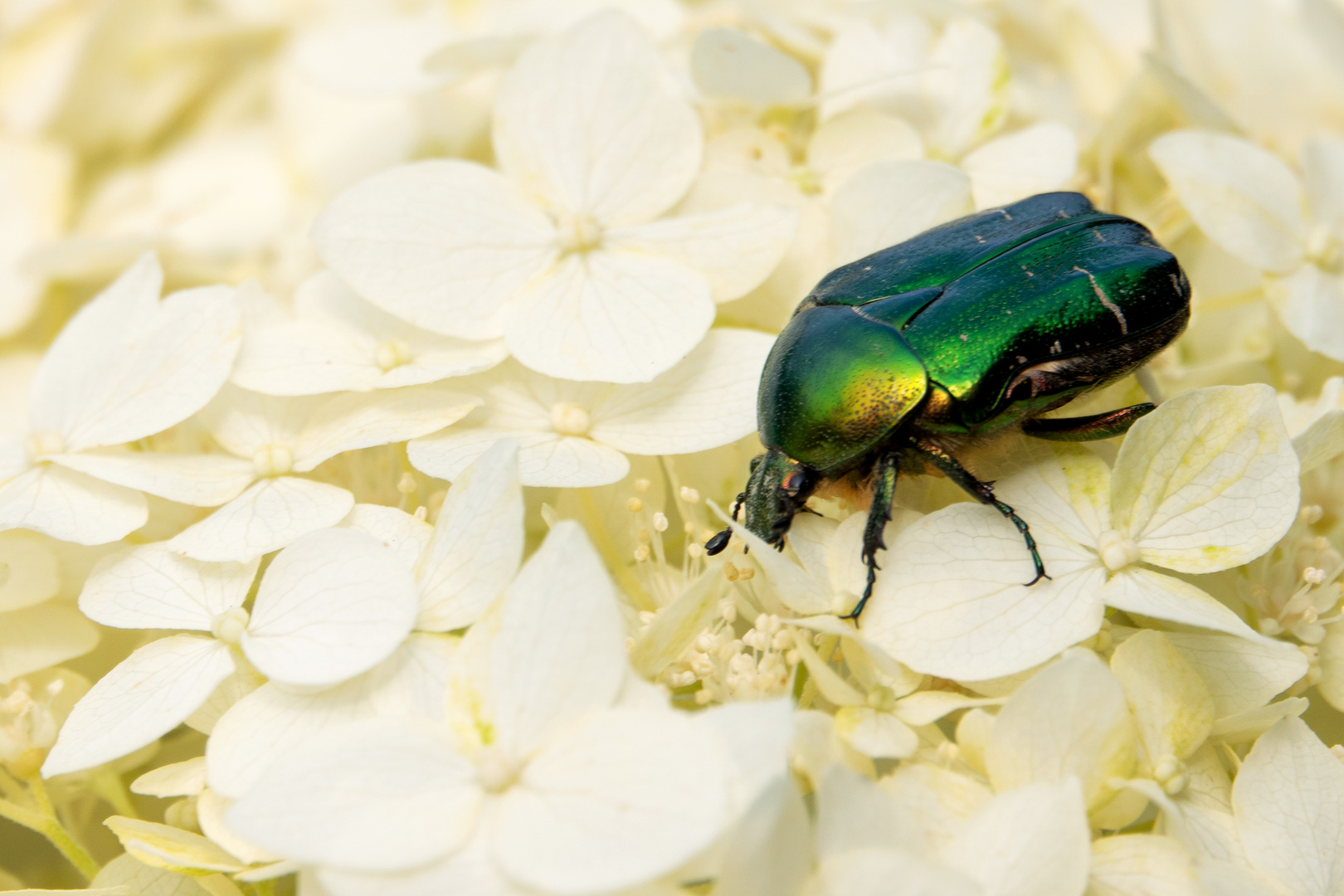 Rosenkäfer auf Gartenhortensie