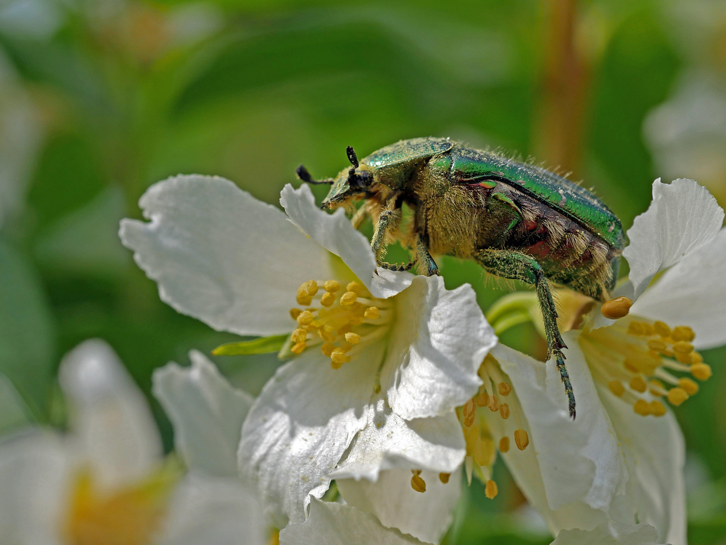 Rosenkäfer auf Jasmin