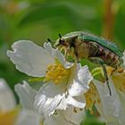 Rosenkäfer auf Jasmin