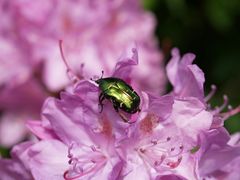 Rosenkäfer auf Rhododendron