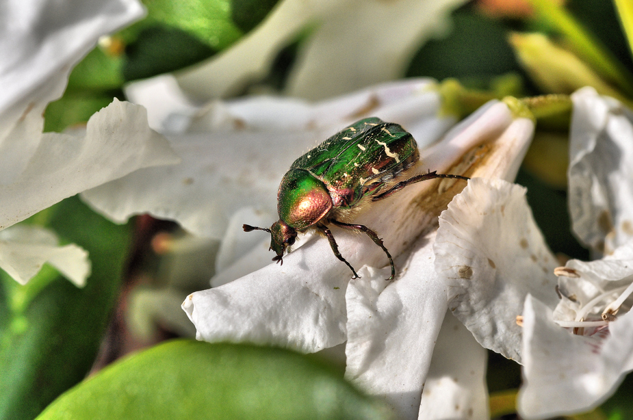 Rosenkäfer auf Rhododendron